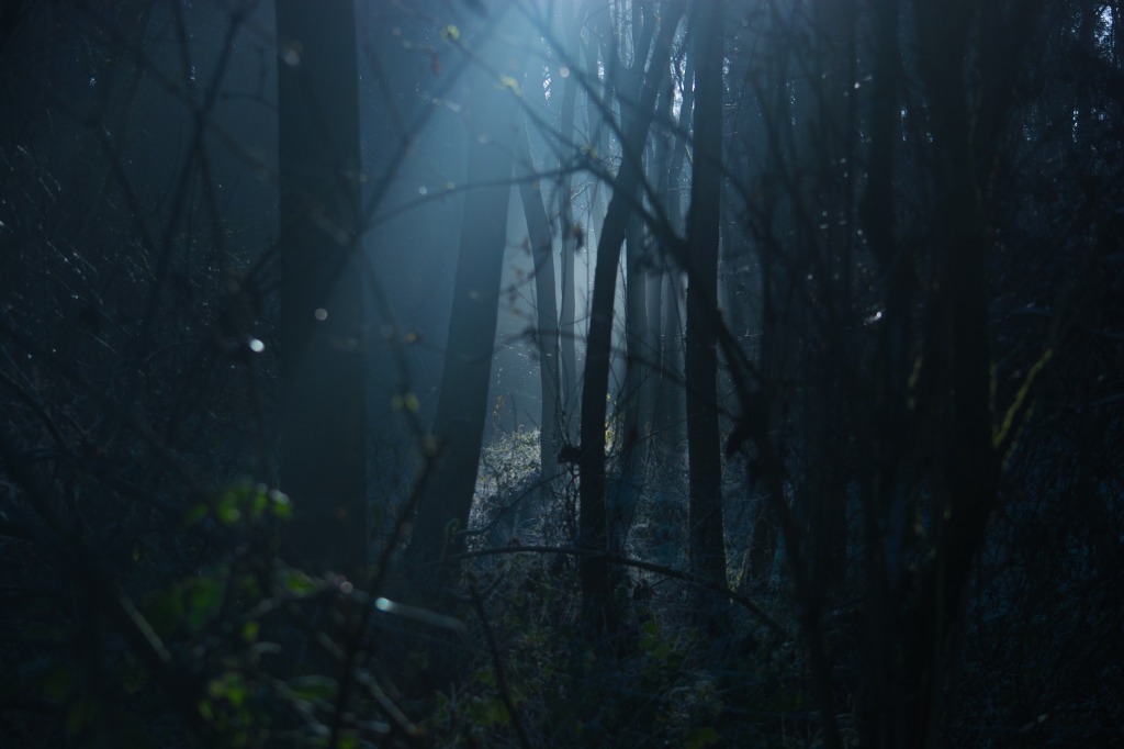 Dark gloomy forest.